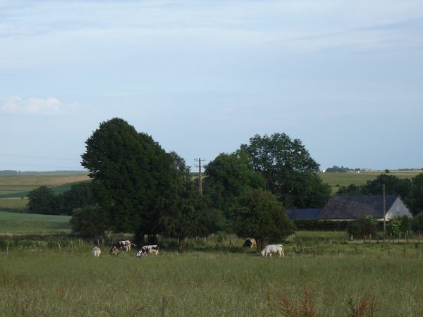 Het weiland met de boom, en het huis in de verte.