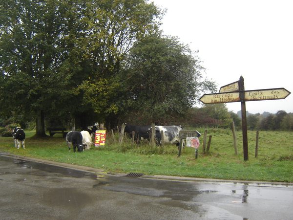 Wegwijzer op een natte weg, met koeien in de berm.